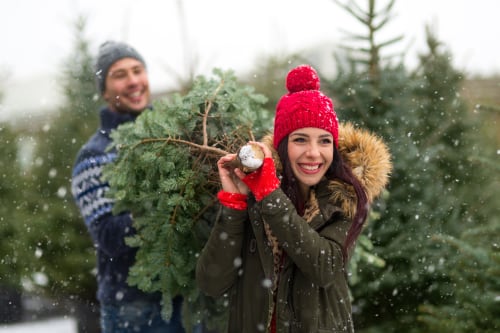 Christmas tree farming business