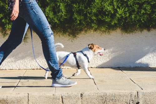 LLC for Dog Walking Businesses