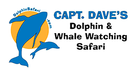 Captain Daves Whale Logo